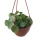 Pilea Peperomioides (Çin Para Bitkisi) Askılı 