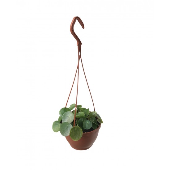 Pilea Peperomioides (Çin Para Bitkisi) Askılı 